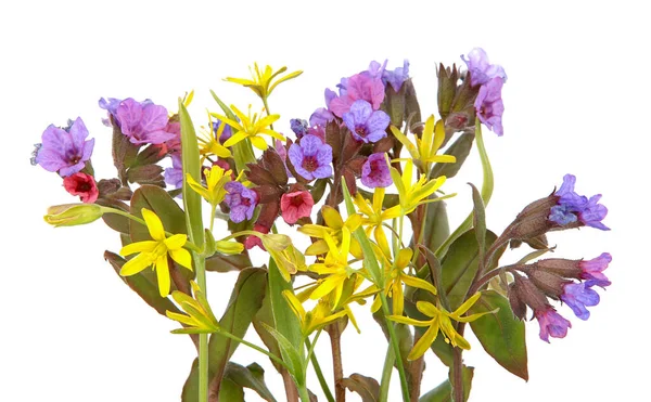 Flores Silvestres Del Bosque Primaveral Lungwort Estrella Amarilla Belén Aisladas —  Fotos de Stock