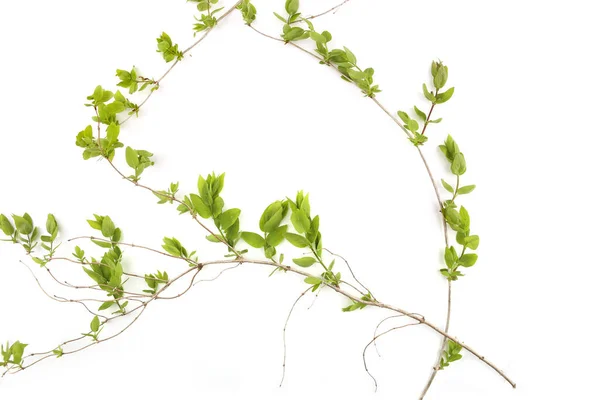Voorjaarstakken Met Jonge Bladeren Geïsoleerd Witte Achtergrond Takken Van Struiken — Stockfoto