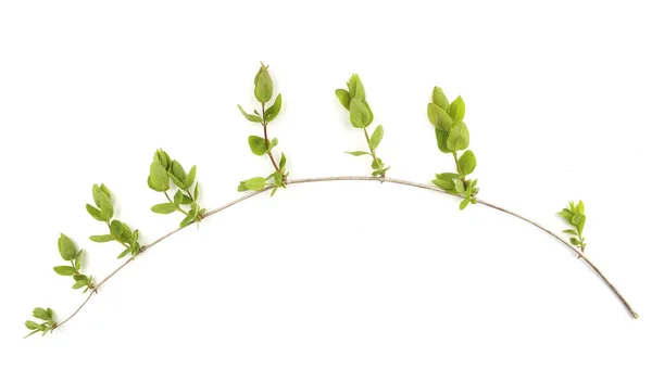 Frühlingszweig Mit Jungen Blättern Isoliert Auf Weißem Hintergrund Zweige Von — Stockfoto