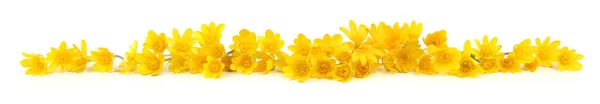 黄色野花花冠的边框 春天的花朵 银莲花在白色背景下被隔离 — 图库照片