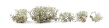Ren geyiği yosunu beyaz arkaplanda izole edilmiş. Cladonia Rangiferina, orman bitkisi, yaygın isimler ren geyiği yosunu, geyik yosunu.