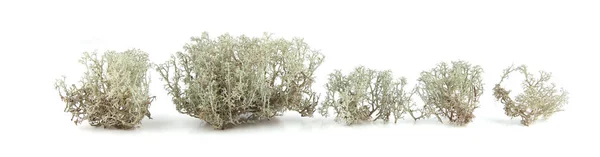 Rentierflechte Isoliert Auf Weißem Hintergrund Cladonia Rangiferina Waldpflanze Gebräuchliche Namen — Stockfoto