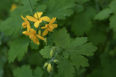 Şifalı bitkiler ormandaki daha büyük selandinlerdir. Baharda çiçek açan bitkisel yabani bitki, Chelidonium majus..