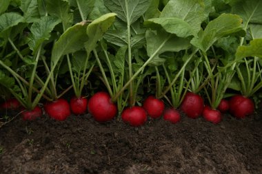 Organik kırmızı turplar toprakta yetişir. Bahçeden taze sebzeler..