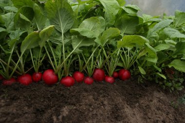 Organik kırmızı turplar toprakta yetişir. Bahçeden taze sebzeler..
