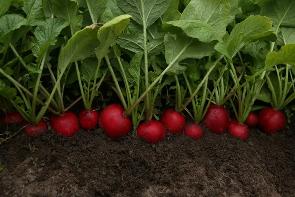 Organik kırmızı turplar toprakta yetişir. Bahçeden taze sebzeler..