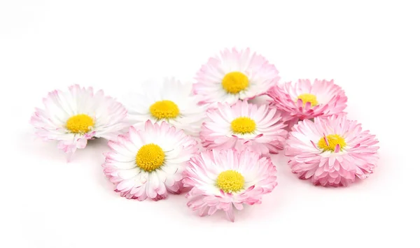 Bellis Flowers Isolated White Background Small White Pink Meadow Flowers Royalty Free Stock Photos