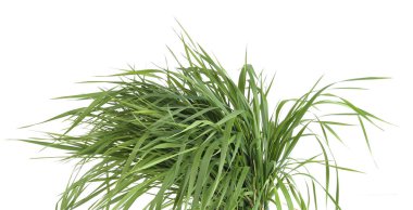 Beyaz arka planda izole edilmiş bir grup yeşil çimen. Otla beslenmiş, taze çimen yaprakları..