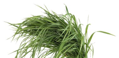 Beyaz arka planda izole edilmiş bir grup yeşil çimen. Otla beslenmiş, taze çimen yaprakları..