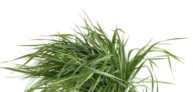 Beyaz arka planda izole edilmiş bir grup yeşil çimen. Otla beslenmiş, taze çimen yaprakları..