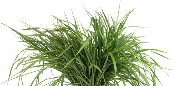 Bunch Green Grass Isolated White Background Grass Fed Fresh Grass — Stock Photo, Image