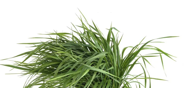 Bunch Green Grass Isolated White Background Grass Fed Fresh Grass — Stock Photo, Image