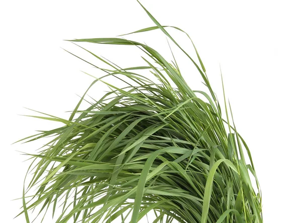 Bündel Von Grünem Gras Isoliert Auf Weißem Hintergrund Gras Gefüttert — Stockfoto
