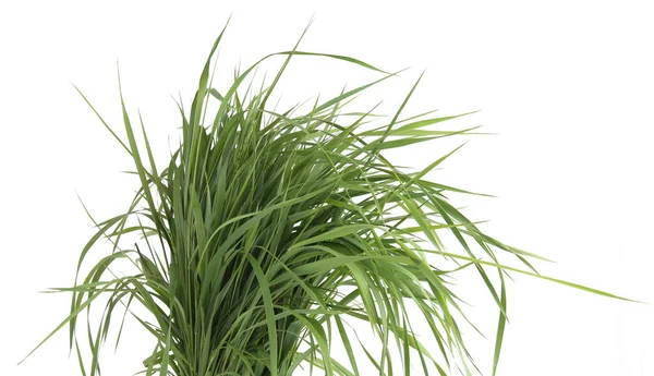 Bündel Von Grünem Gras Isoliert Auf Weißem Hintergrund Gras Gefüttert — Stockfoto