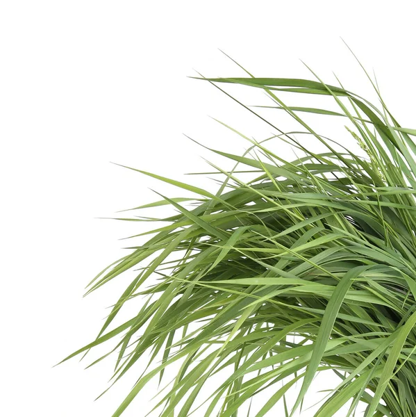 Куча Зеленой Травы Белом Фоне Трава Кормленная Свежая Трава — стоковое фото