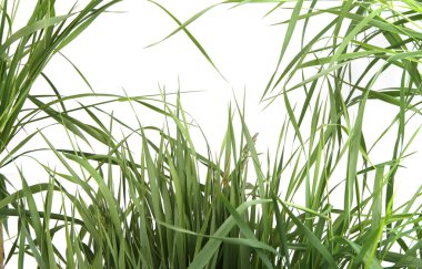 Beyaz arka planda izole edilmiş bir grup yeşil çimen. Otla beslenmiş, taze çimen yaprakları..