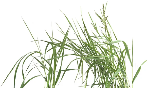 Букет Зеленої Трави Ізольований Білому Тлі Трава Підгодована Листя Свіжої — стокове фото