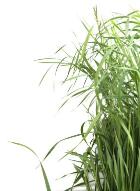 Beyaz arka planda izole edilmiş bir grup yeşil çimen. Otla beslenmiş, taze çimen yaprakları..