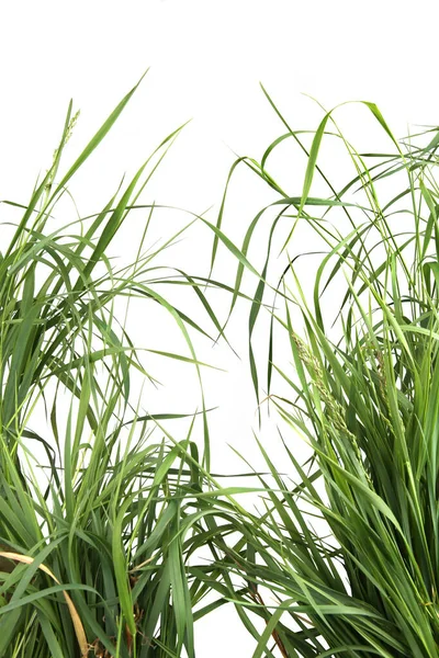Stelletje Groen Gras Geïsoleerd Witte Achtergrond Gras Gevoed Vers Gras — Stockfoto