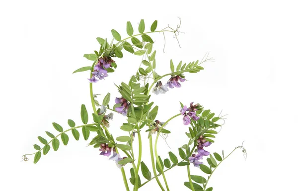 Vicia Sativa Äng Blommor Isolerad Vit Bakgrund Blomsammansättning Vicker Ogräs — Stockfoto