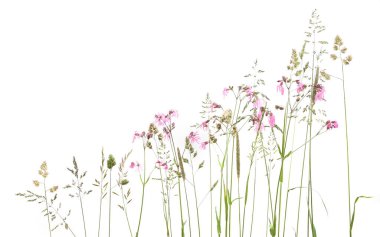 Beyaz arka planda izole edilmiş çimenler ve yabani çayır pembe çiçek. Soyut taze yabani ot çiçekleri, otlar.