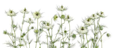 White flowers Love-in-a-Mist, Nigella damascena isolated on white background. 