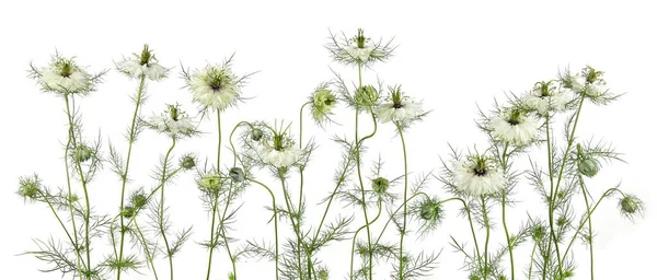 White flowers Love-in-a-Mist, Nigella damascena isolated on white background. 