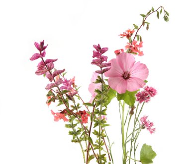 Pink garden flowers: rose mallow, sage and cornflowers isolated on white background. Malva trimestris, Salvia viridis, Centaurea cyanus.