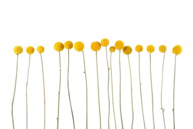 Flowers craspedia isolated on white background. Yellow balls garden flowers Craspedia globosa.