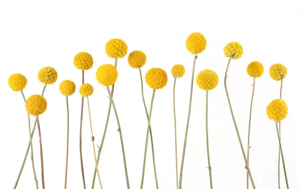 Λουλούδια Craspedia Απομονώνονται Λευκό Φόντο Κίτρινα Λουλούδια Κήπου Craspedia Globosa — Φωτογραφία Αρχείου
