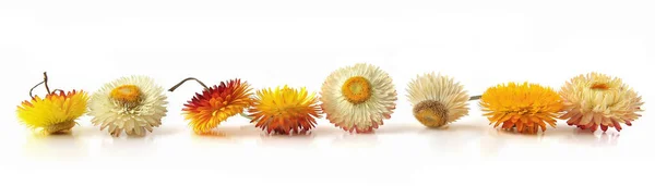 Flowers Strawflower Isolated White Background Yellow Garden Flowers Everlasting Dry — Foto Stock