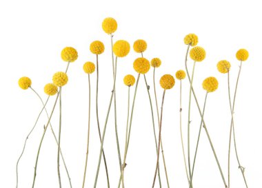Flowers craspedia isolated on white background. Yellow balls garden flowers Craspedia globosa.