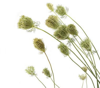 Wild flowers Daucus carota with seeds  isolated on white background. Meadow grasses flowers with umbels, fruit clusters. 