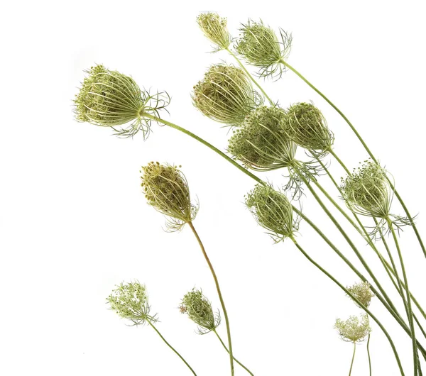 Wild flowers Daucus carota with seeds  isolated on white background. Meadow grasses flowers with umbels, fruit clusters. 