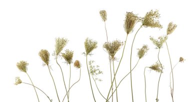Wild flowers Daucus carota with seeds  isolated on white background. Meadow grasses flowers with umbels, fruit clusters.