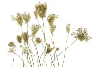 Wild flowers Daucus carota with seeds  isolated on white background. Meadow grasses flowers with umbels, fruit clusters.