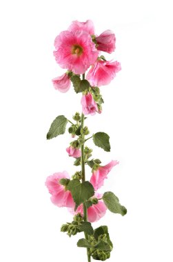 Hollyhock flower isolated on white background. Pink garden flower Alcea rosea.