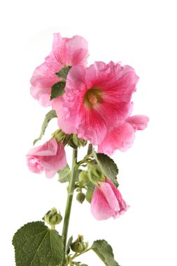 Hollyhock flower isolated on white background. Pink garden flower Alcea rosea.