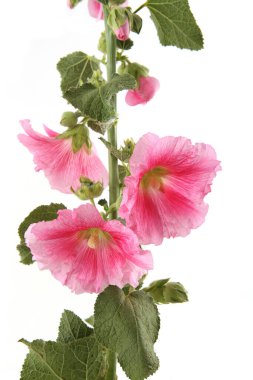 Hollyhock flower isolated on white background. Pink garden flower Alcea rosea.