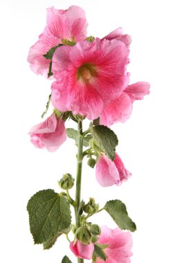 Hollyhock flower isolated on white background. Pink garden flower Alcea rosea.