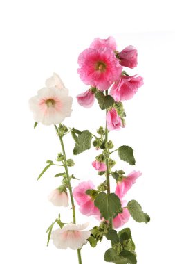 Hollyhock flowers isolated on white background. Pink and white garden flower Alcea rosea.