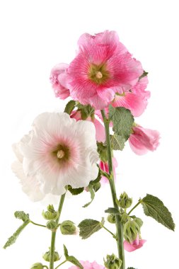 Hollyhock flowers isolated on white background. Pink and white garden flower Alcea rosea.