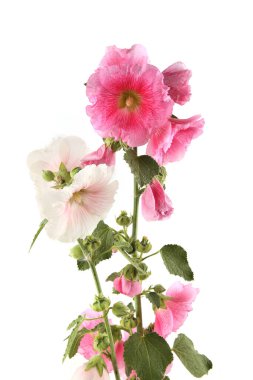 Hollyhock flowers isolated on white background. Pink and white garden flower Alcea rosea.