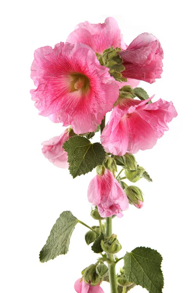 Hollyhock flower isolated on white background. Pink garden flower Alcea rosea.