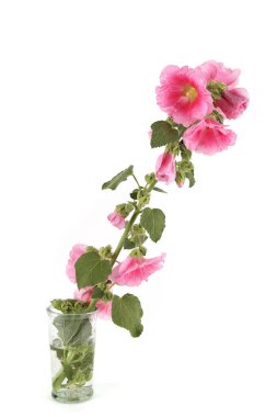 Hollyhock flower in vase isolated on white background. Pink garden flower Alcea rosea.
