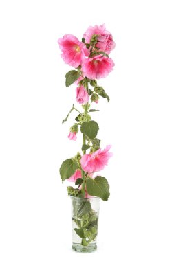 Hollyhock flower in vase isolated on white background. Pink garden flower Alcea rosea.