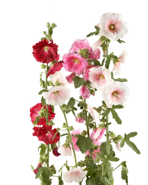 Hollyhock flowers isolated on white background. Pink, red and white garden flower Alcea rosea.