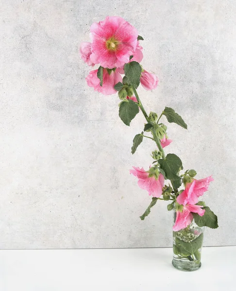Hollyhock Flower Vase Stone Wall Pink Garden Flower Alcea Rosea — Stok fotoğraf