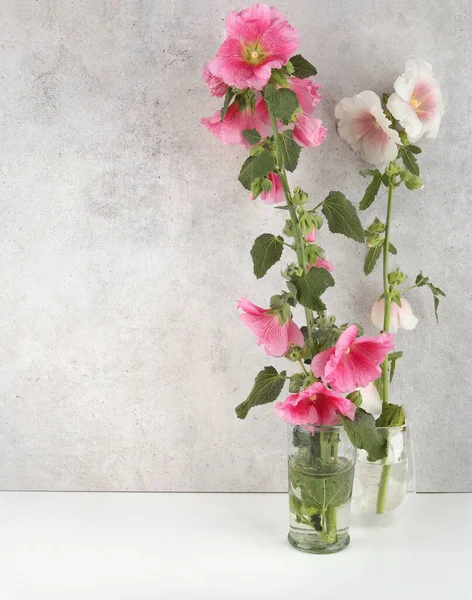 Hollyhock Flowers Vases Stone Wall Pink White Garden Flower Alcea — Stock Photo, Image