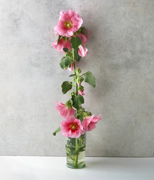 Hollyhock Flower Vase Stone Wall Pink Garden Flower Alcea Rosea — Foto de Stock